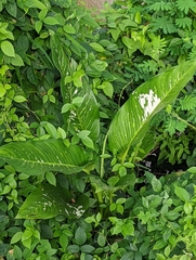 Dieffenbachia