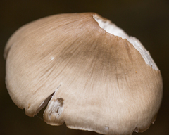 Mycena galericulata
