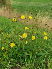Hieracium