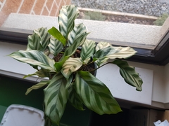 Goeppertia mirabilis