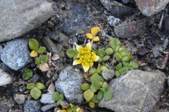 Ranunculus acaulis