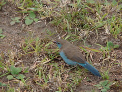 Uraeginthus bengalus