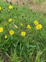 Hieracium