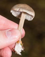 Mycena galericulata