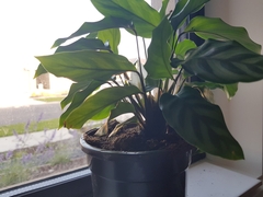 Goeppertia mirabilis