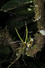 Ionopsis satyrioides