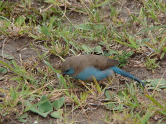 Uraeginthus bengalus