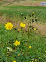 Hieracium
