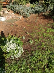 Pieris rapae