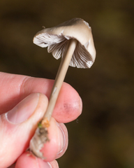 Mycena galericulata