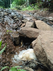 Polypedates occidentalis