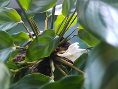 Goeppertia mirabilis