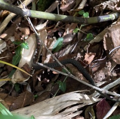 Rhabdophis tigrinus tigrinus