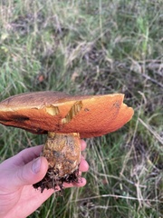 Neoboletus erythropus