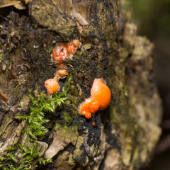 Lycogala epidendrum