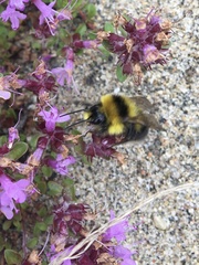 Bombus jonellus