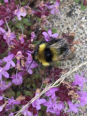 Bombus jonellus