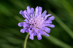 Dipsacoideae
