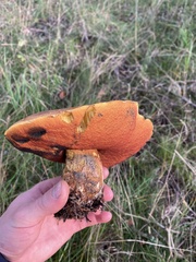 Neoboletus erythropus