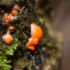 Lycogala epidendrum