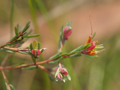 Darwinia biflora