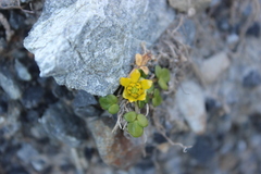 Ranunculus acaulis