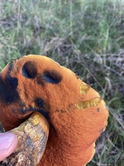 Neoboletus erythropus