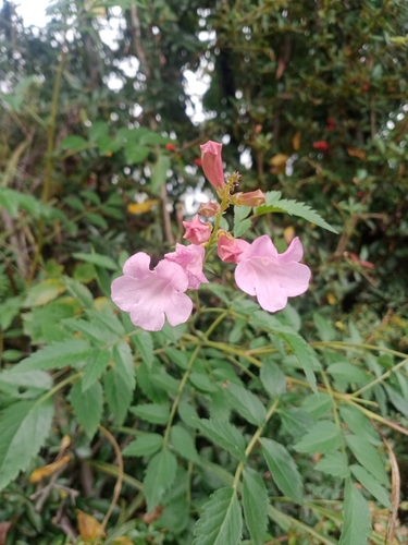 Incarvillea arguta