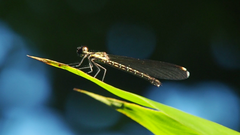Heliocypha perforata