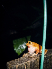 Raorchestes ponmudi