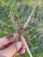 Scirpus pallidus