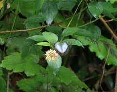 Graphium macleayanus