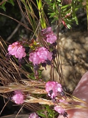 Erica spumosa