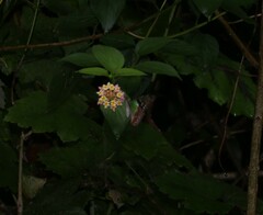 Graphium macleayanus