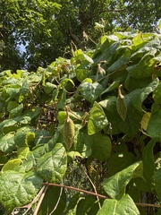 Amalocalyx microlobus