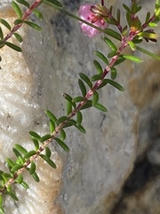 Erica spumosa