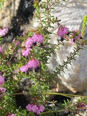 Erica spumosa