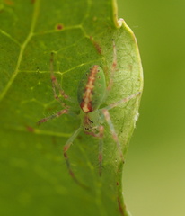 Araneus talipedatus