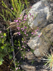 Erica spumosa