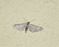 Eupithecia mekrana