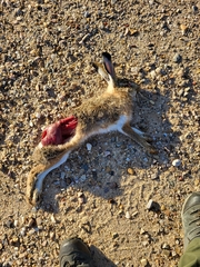 Lepus granatensis