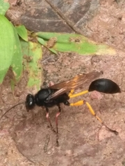 Sceliphron javanum nalandicum