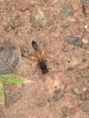 Sceliphron javanum nalandicum