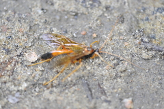 Opheltes glaucopterus barberi