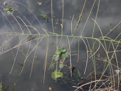 Diplachne fusca