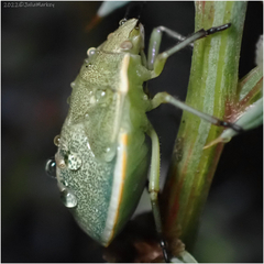 Chlorochroa uhleri