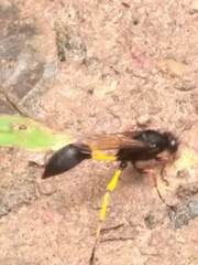 Sceliphron javanum nalandicum