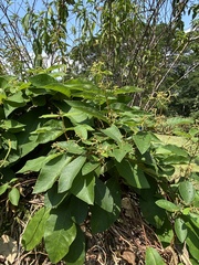 Streptocaulon juventas