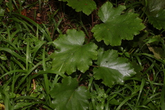 Rubus alceifolius