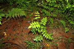 Rubus probus